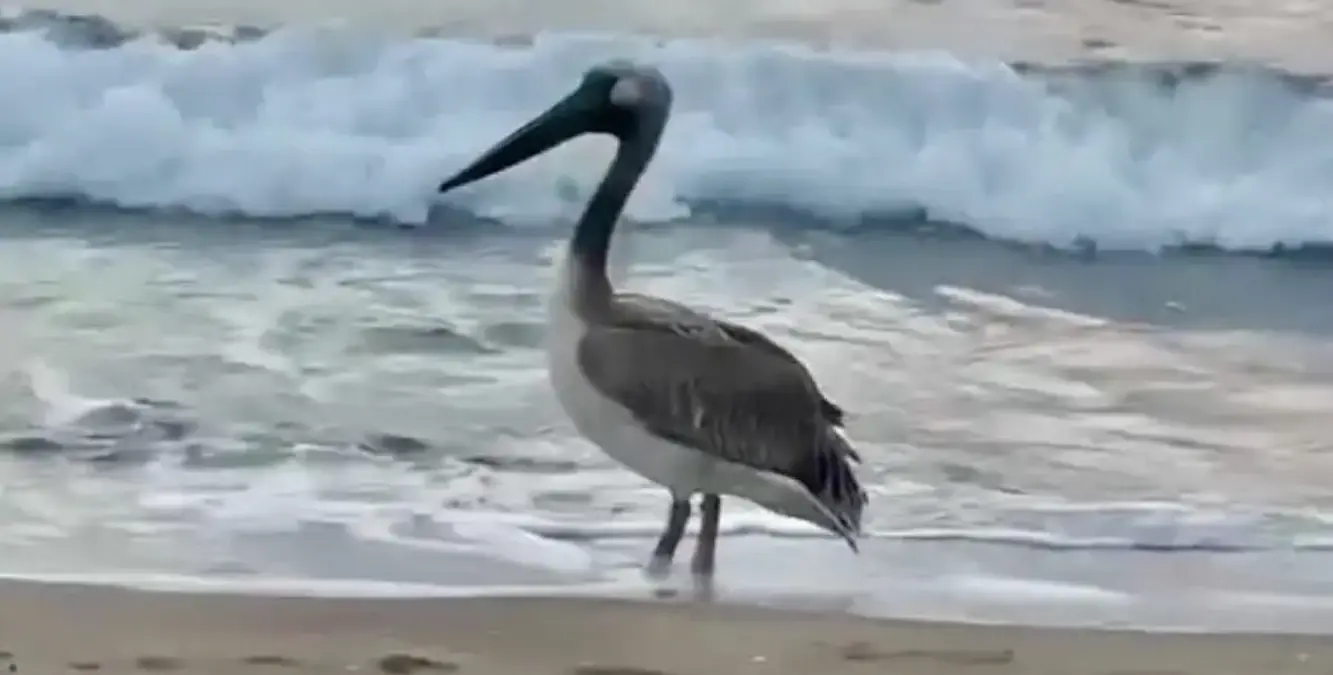 İnkumu’da pelikan bulundu