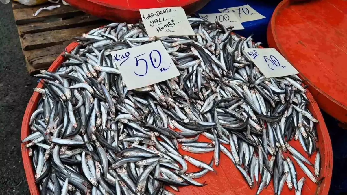 Tekirdağ’da Hamsi Fiyatları Düşüyor