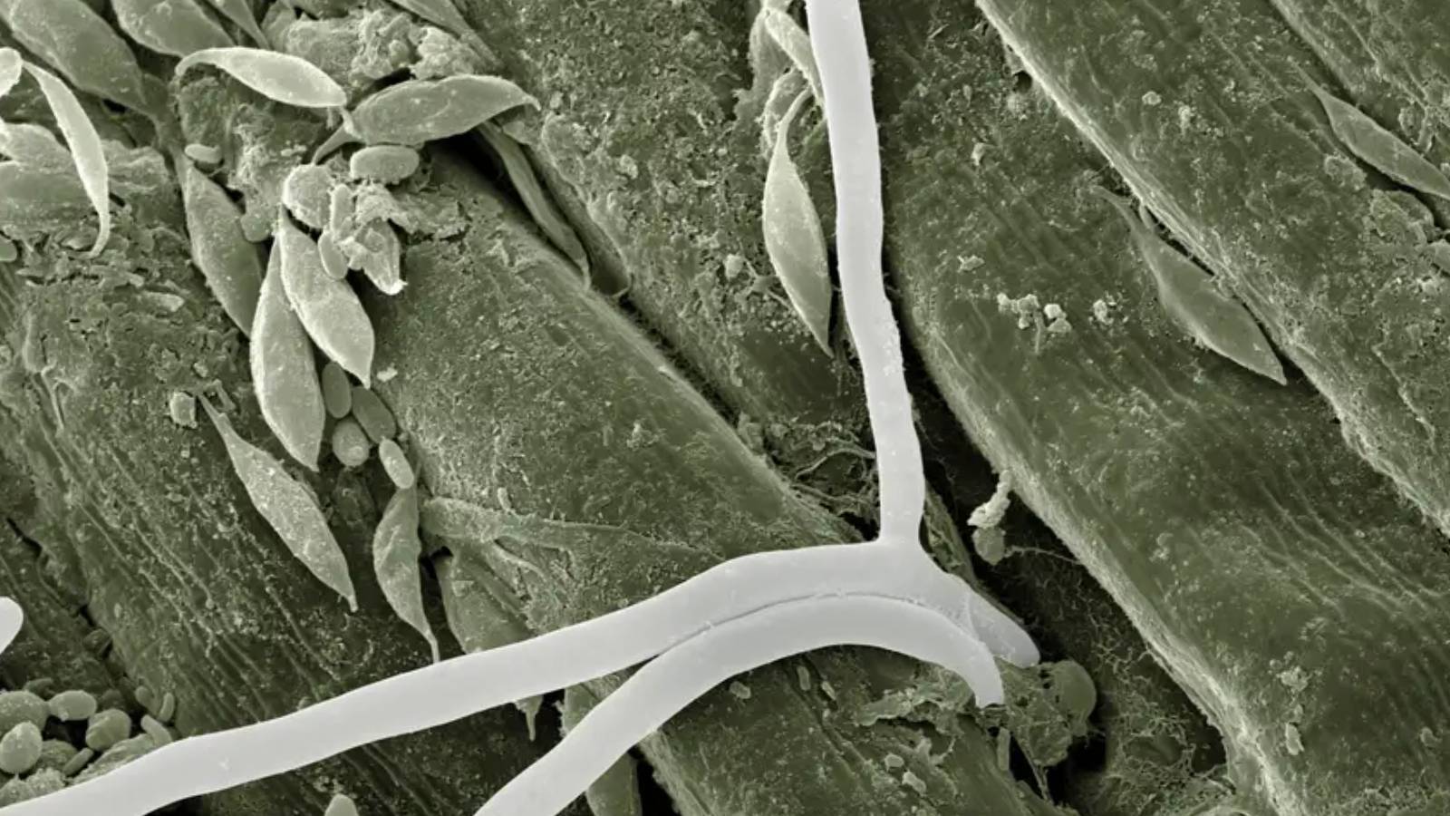 Yapay zeka biyoteknolojiyi nasıl teröre dönüştürüyor?