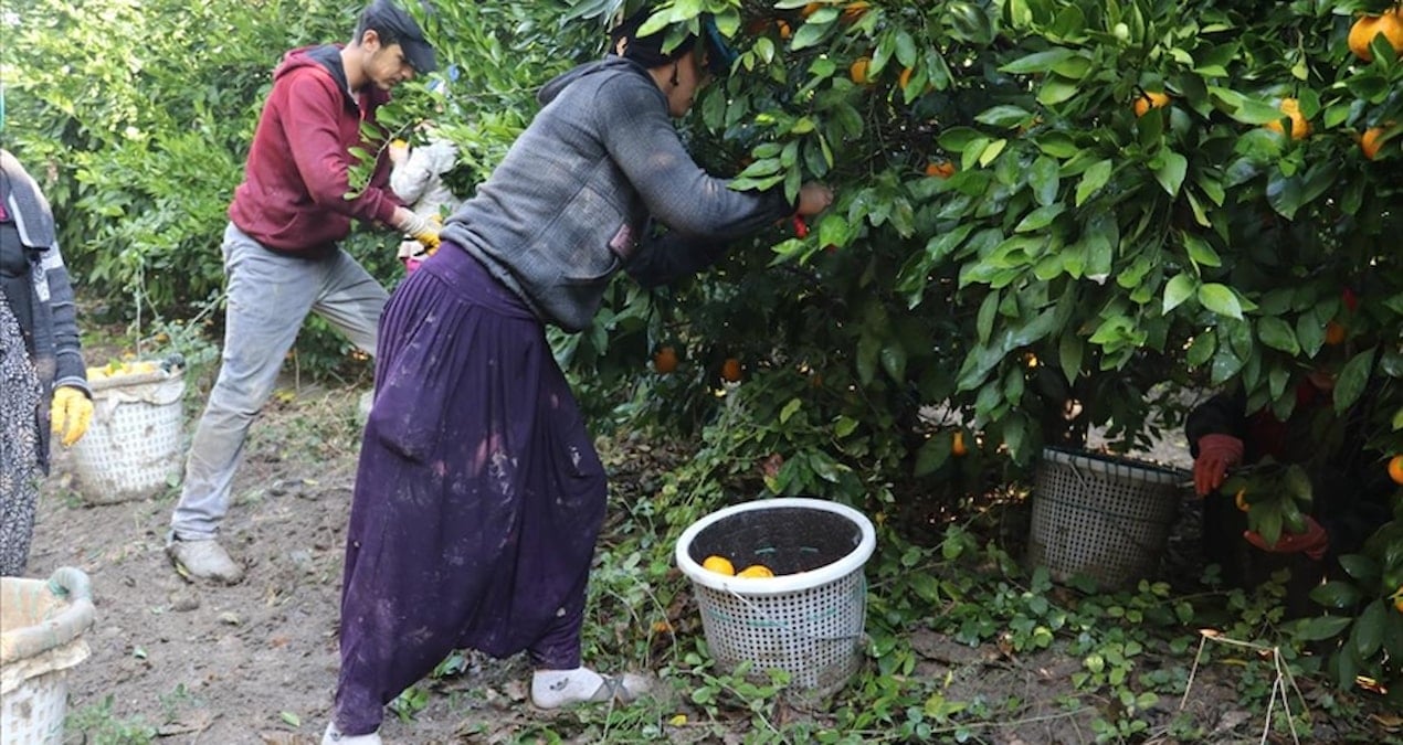 7 liraya üretiliyor, 3 liraya satılıyor: Çiftçi bu yılki hasada isyan etti