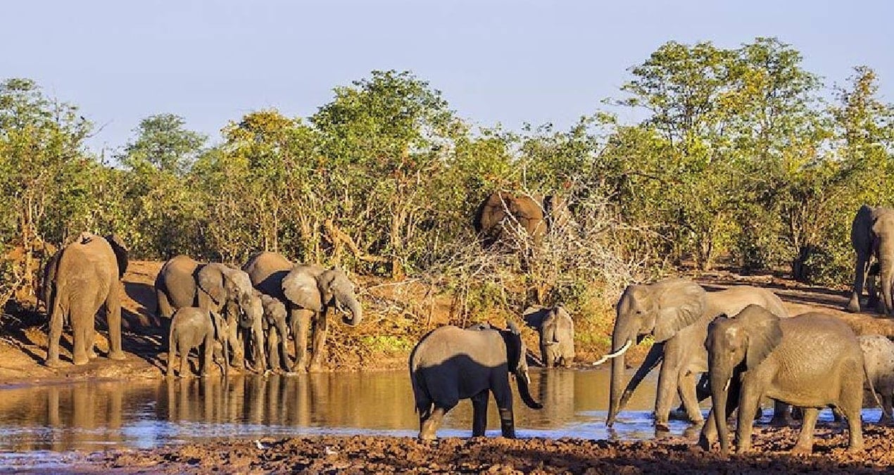 Afrika’da neden bu kadar çok büyük hayvan var? Bilim açıkladı