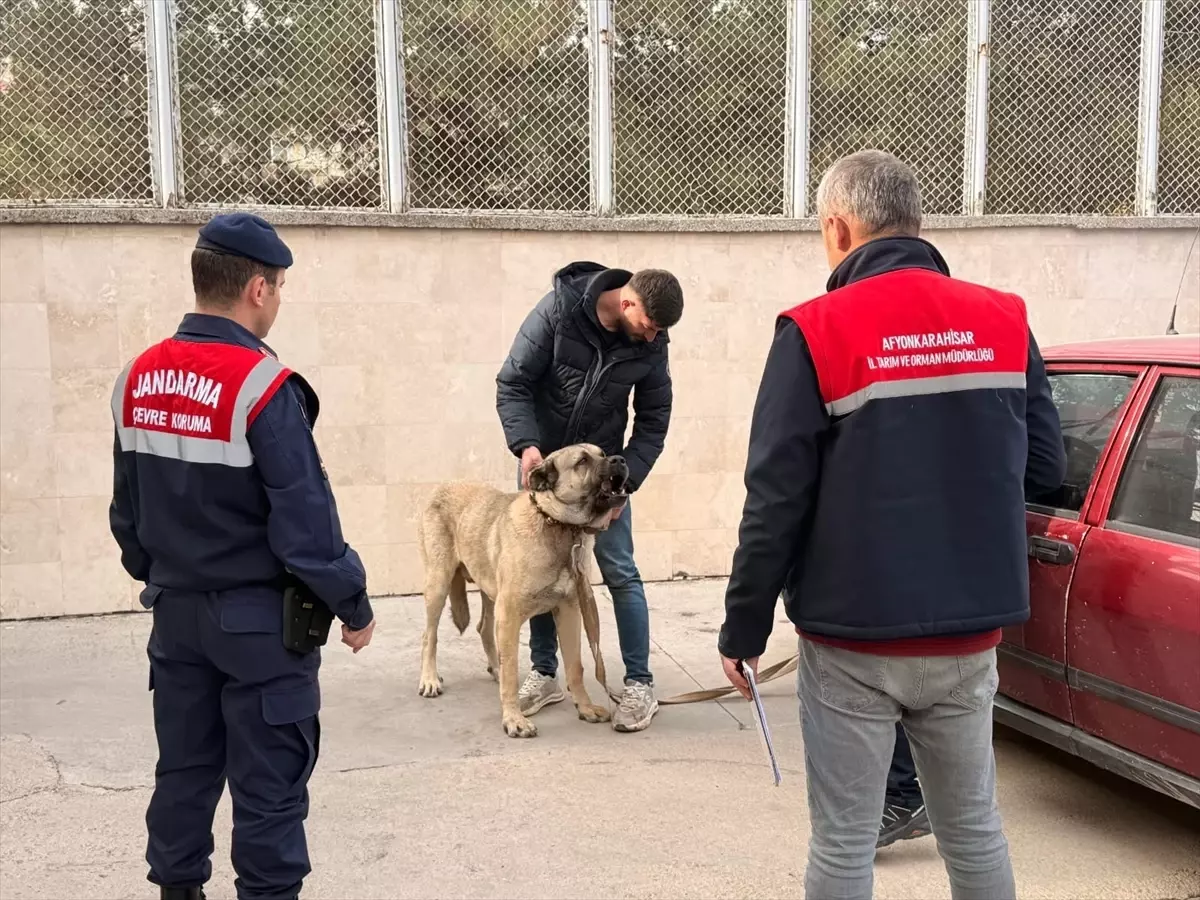 Afyonkarahisar’da Köpek Dövüşü Operasyonu
