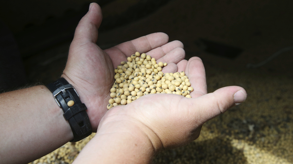 Çin, ABD’li soya üreticilerinin hevesini kursağında bıraktı