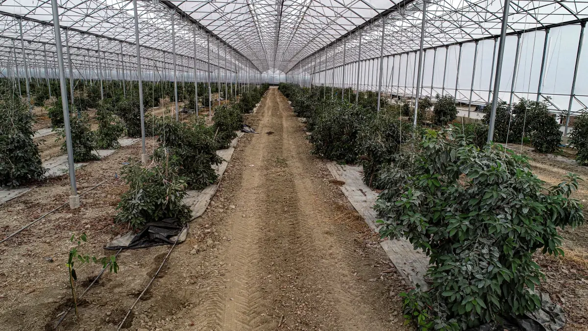 Tropikal Meyve Üretiminde Yeni Dönem