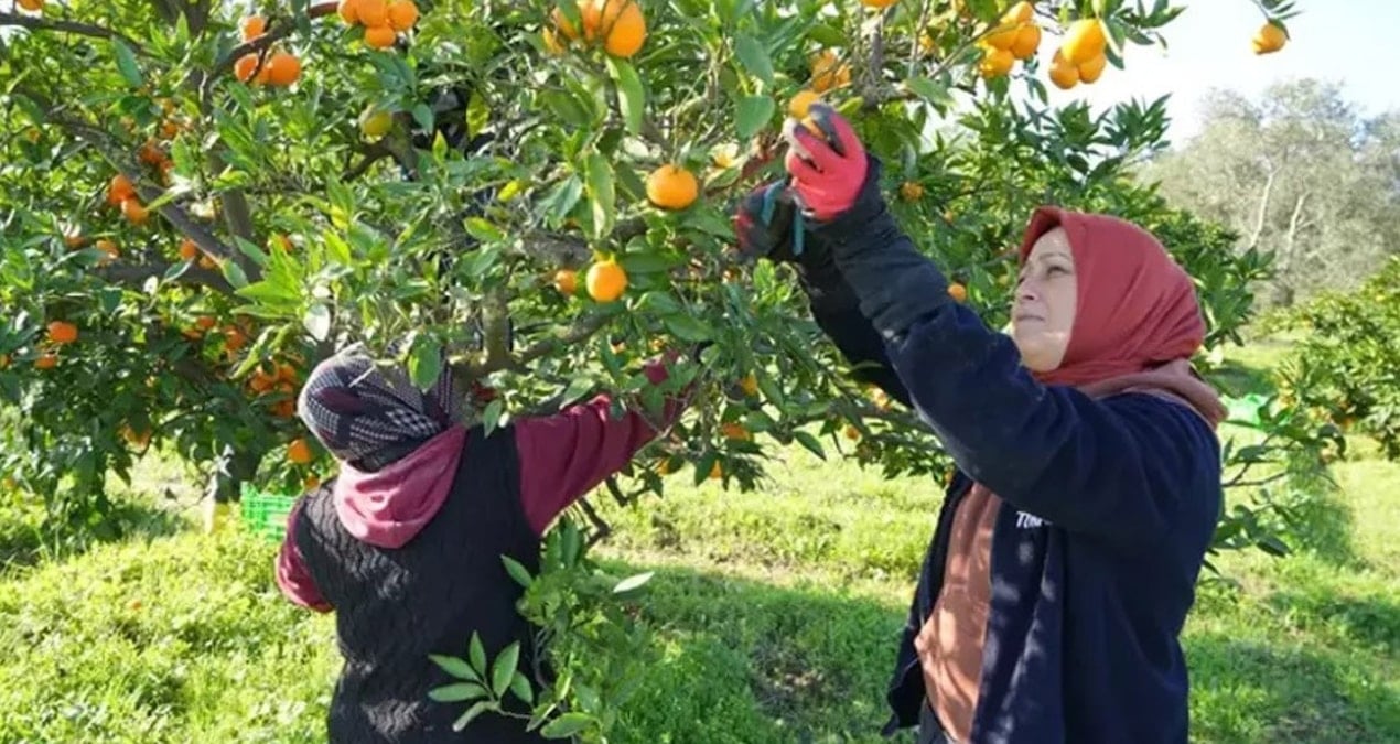 2 TL’lik mandalinanın 20 TL’lik rant yolculuğu