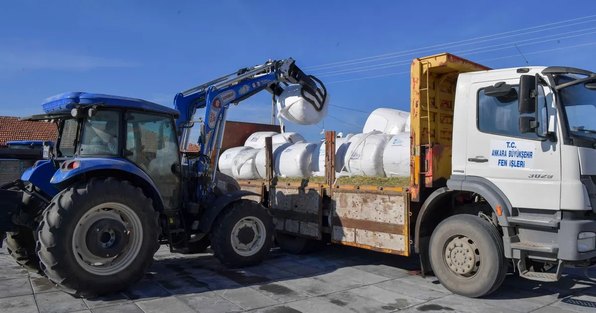 Ankara’da hayvan yetiştiricilerine silaj desteği