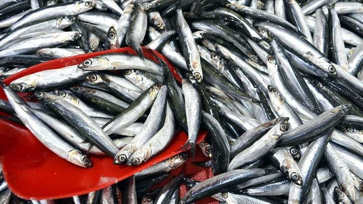 Balıkçıların yüzünü hamsi güldürdü