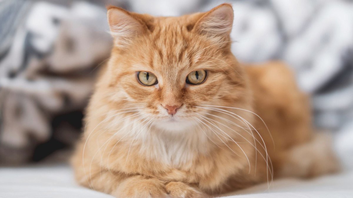 Fransa’da dünyanın ilk ev hapsi alan kedisi unvanının sahibi oldu