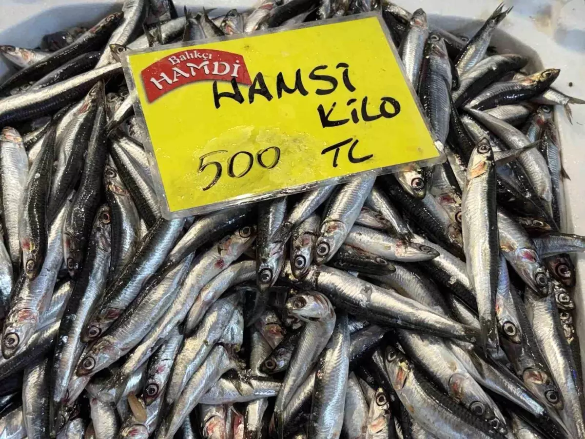 Kocaeli’de Balık Miktarı Azaldı