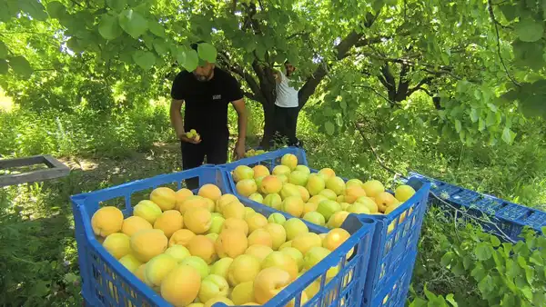 Mut Kayısısının Hasadı Başladı: İhracat Yolunda İlk Adımlar